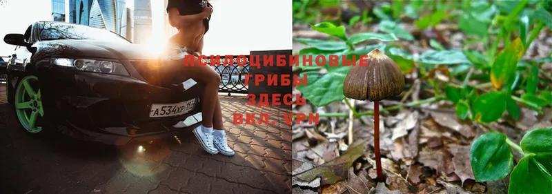 hydra tor  купить наркотик  Сарапул  Галлюциногенные грибы Psilocybe 